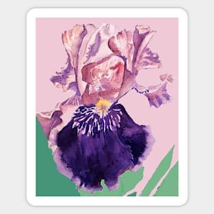 Iris Watercolor Painting - Glorious Purple on Baby Pink Sticker